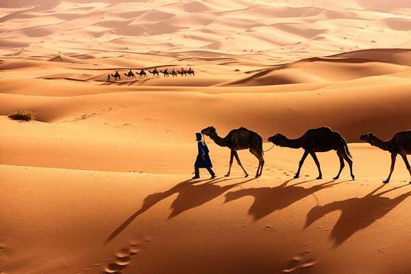 The Sahara Desert is the largest deserts